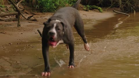 A frolicking dog!