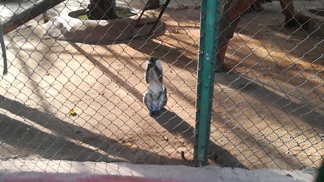 Polite Grivet Monkeys Eat Bananas