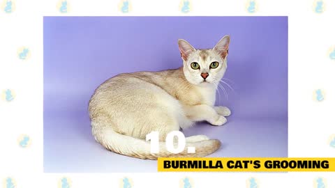 Burmilla Cats Facts & Myths