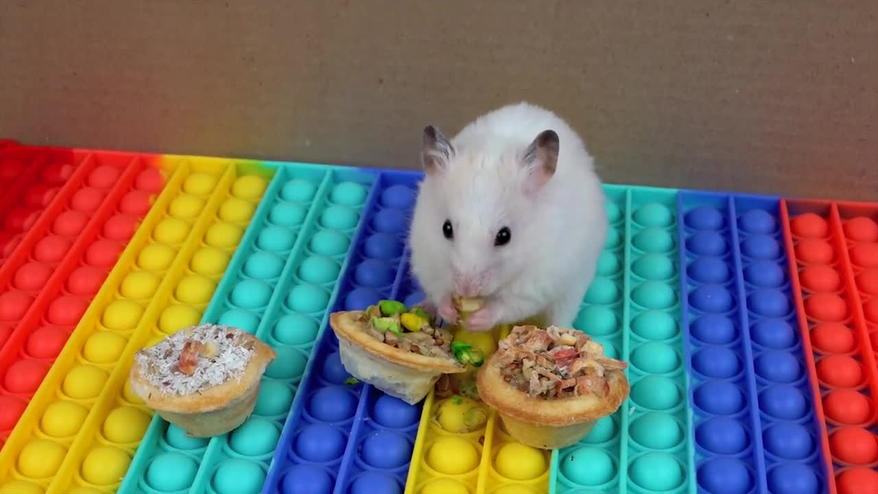 Hamster Pop It Maze