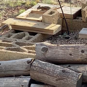 Chipmunks fighting over the food.