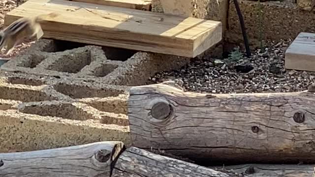 Chipmunks fighting over the food.