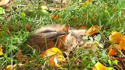 Cute kitten resting in the sun (Autumn season)