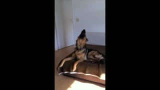 Talented German Shepherd Sings Along To Owner's Harmonica