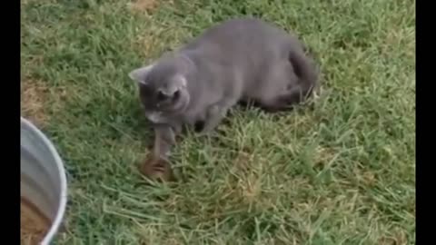 AMAZING! cat x squirrel = see how the squirrel won the fight