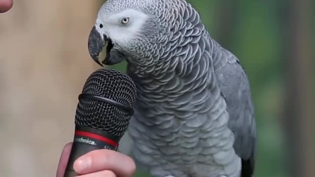 Parrot talking very confidently