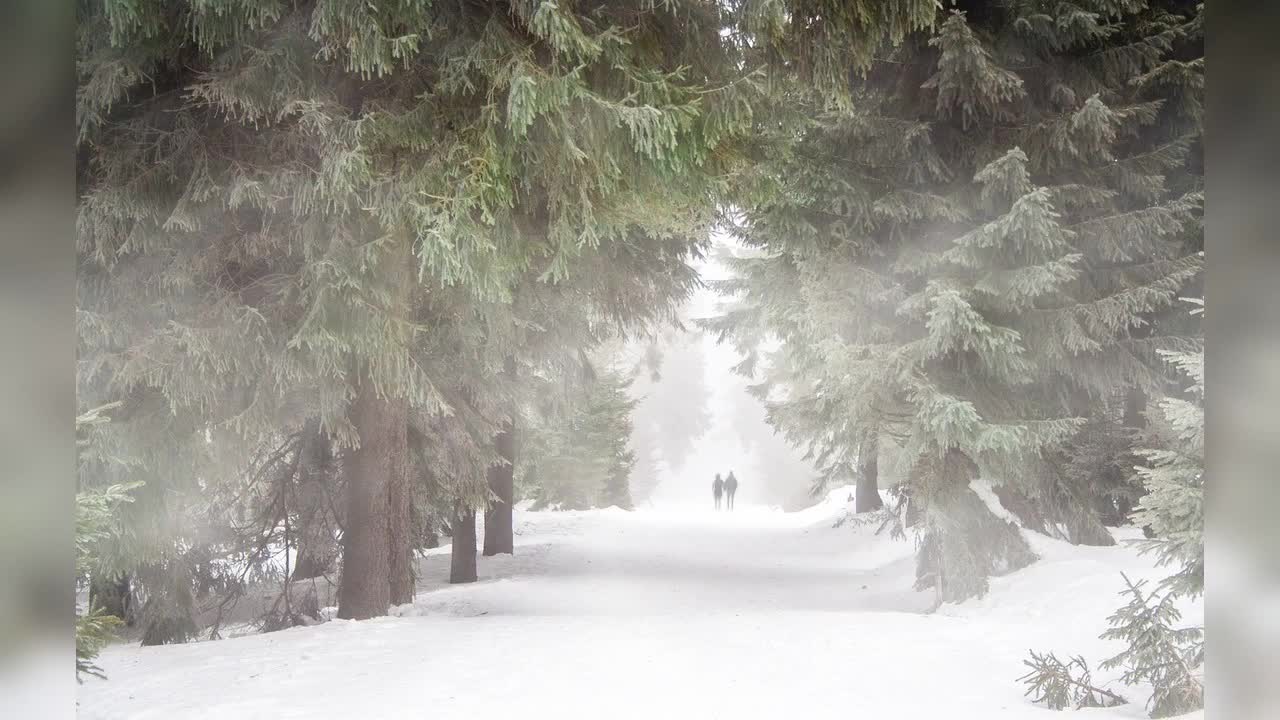 Winter Storm Snowstorm Blizzard Sounds Heavy Wind For Relaxation