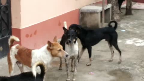 Dog funny video