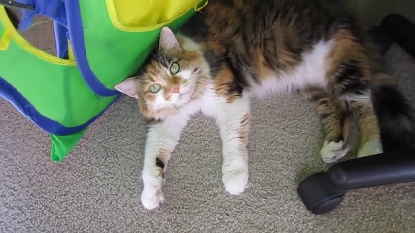 Cat Video (Testing)