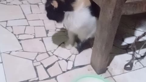 Funny cat