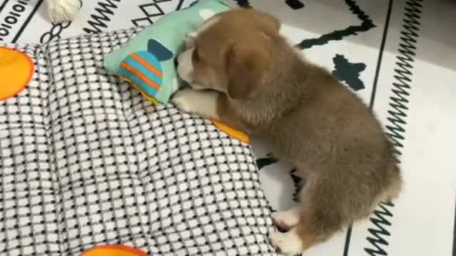 What can a puppy give you