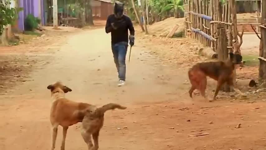 #dogprank😂😂😂