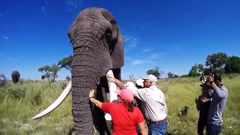 Amazing morning with two orphan elephant