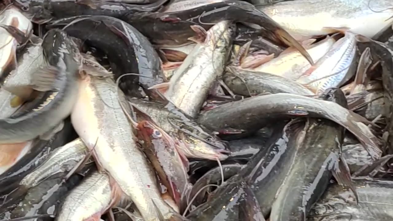 Amazing Tengra Fish Video Live In BD Fish Market#shorts