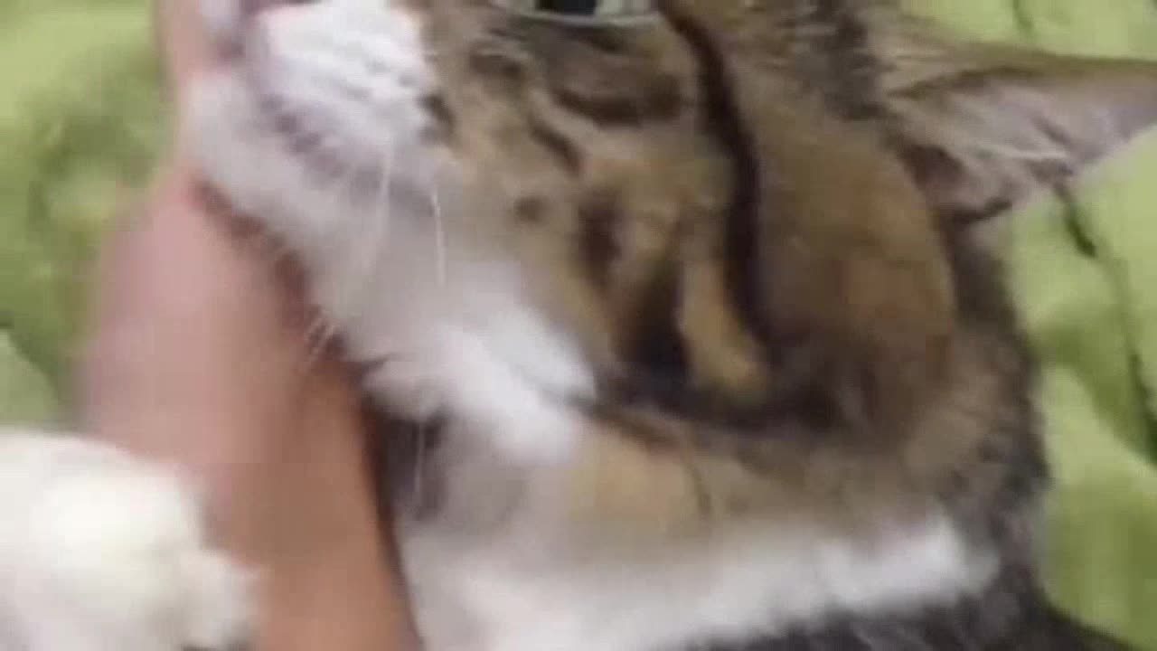 Cute animals funny video