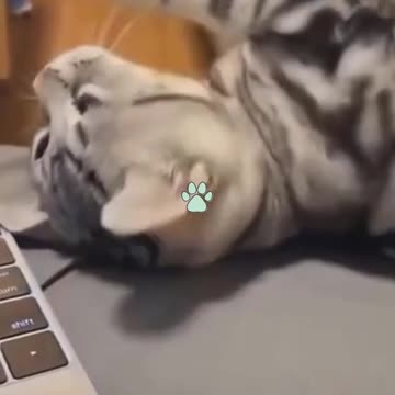 Try not to Laugh Cutest Kittens & Pups