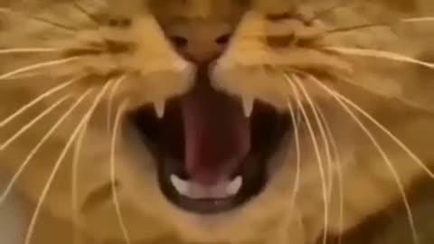 Cat Funny video😂💙