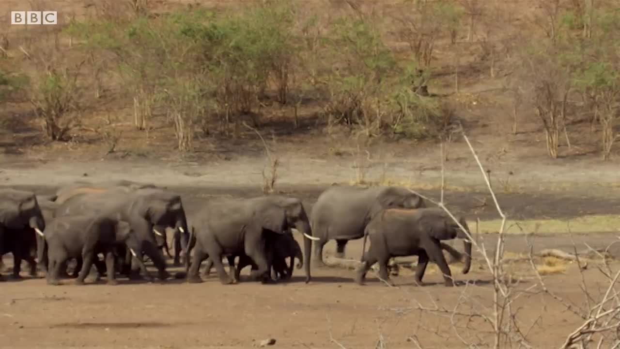 Elephant Overpopulation? | The Long Walk Home | BBC Earth