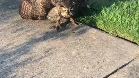 Owl 🦉 vs cat 🐈 amezing video