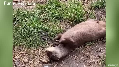 Best Funny Animal Laugh Funniest Animal