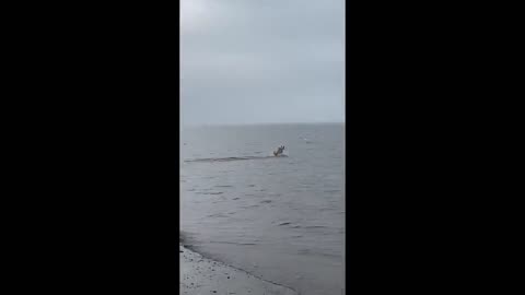 Golden retriever dog happily chasing seagulls around UK beach looks like a jumping dolphin