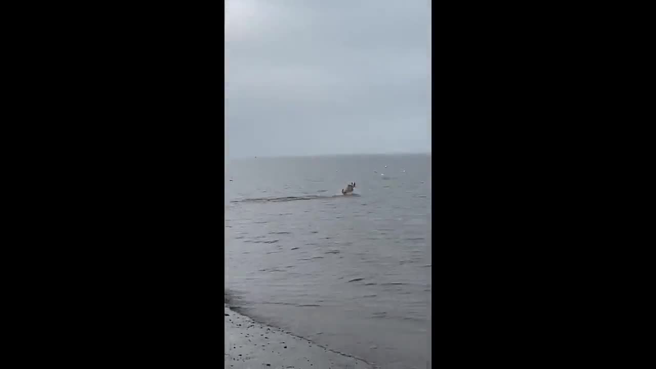 Golden retriever dog happily chasing seagulls around UK beach looks like a jumping dolphin