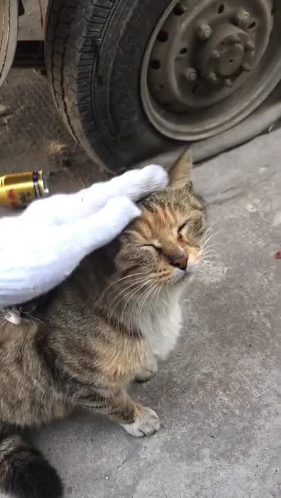 Cute kittens Baby Cats Cute and Funny Cat Videos Compilation #shorts #animals # 569