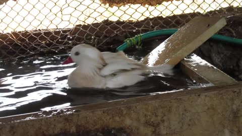 Buff orpington chickens (3)