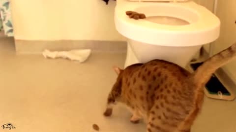 😆😻Funny Animal Video - Best Cat😹& Dogs🐶Video of the Week 2022!