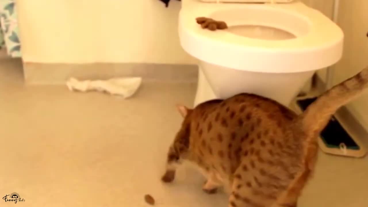 😆😻Funny Animal Video - Best Cat😹& Dogs🐶Video of the Week 2022!