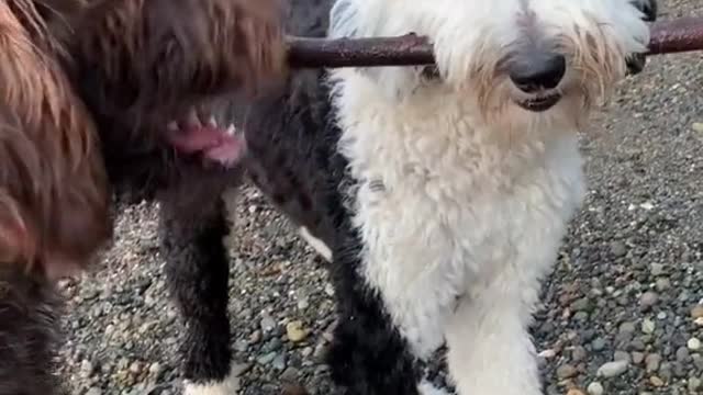 Best Funny Dogs Video -EP (12)