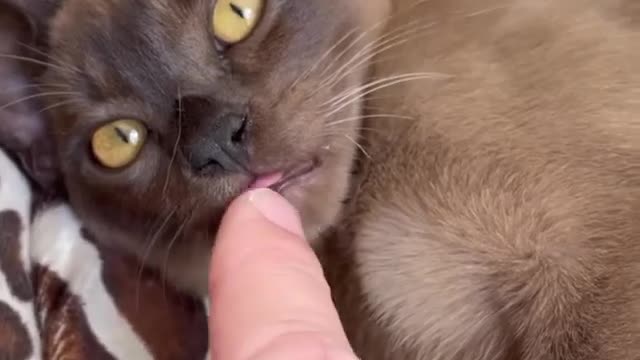 Alkonzee happy to show her tongue