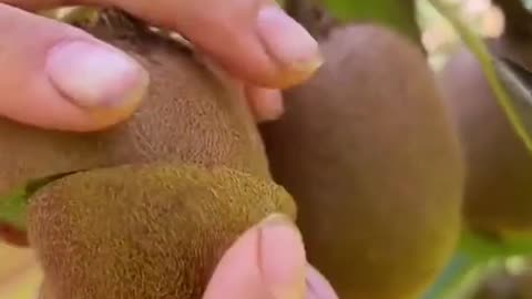 Satisfying videos. #Fruits #KiwiFruits