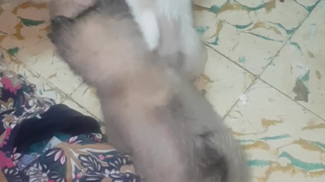 The dogs at home