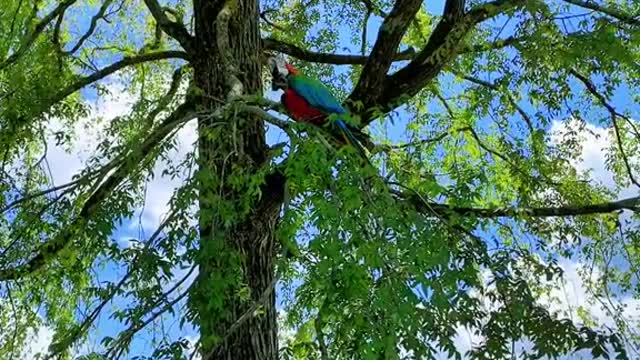macaws#zoro#luffy