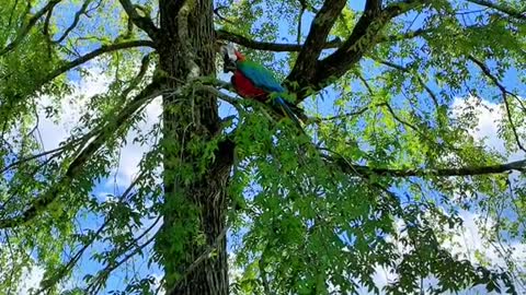 macaws#zoro#luffy