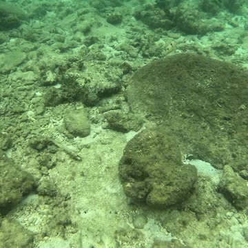 Underwater Adventures: A Perfect Day of Snorkeling!