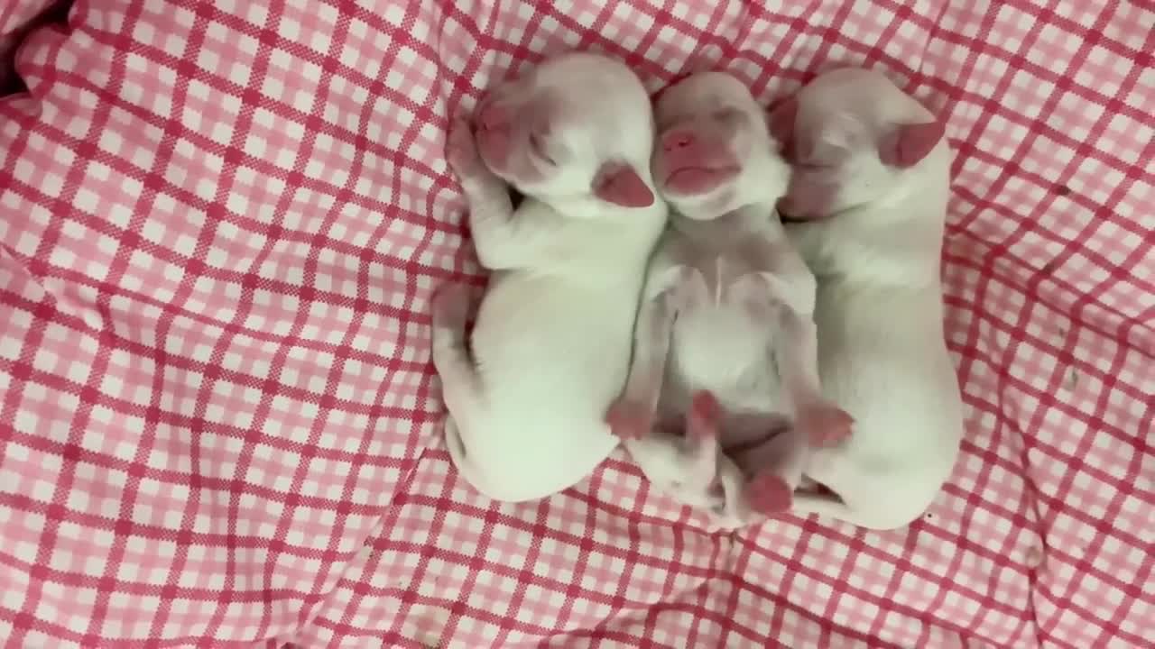 Three Maltese cubs were born.