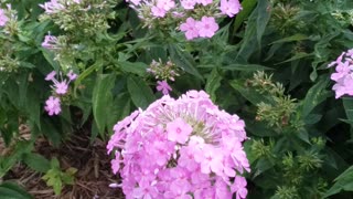 Pink phlox at a lovely garden...