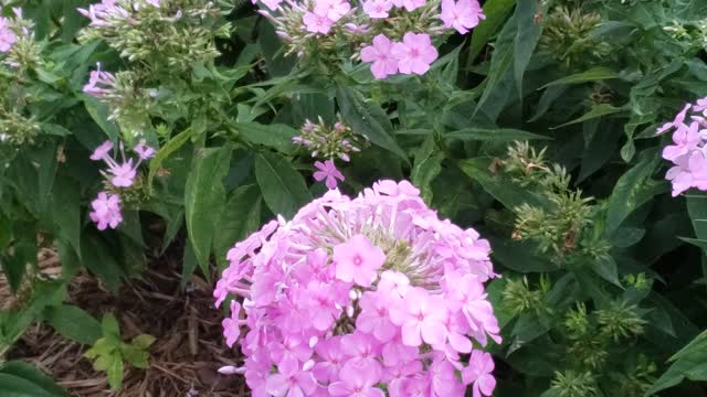 Pink phlox at a lovely garden...