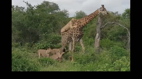 Giraffe attack on Lion II Amazing Giraffe Dance