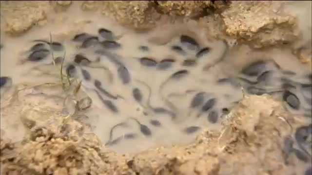 Bullfrog Dad Protects His Tadpoles *MUST SEE*