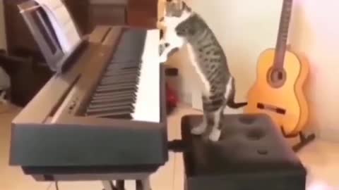 The cat is good at playing the piano