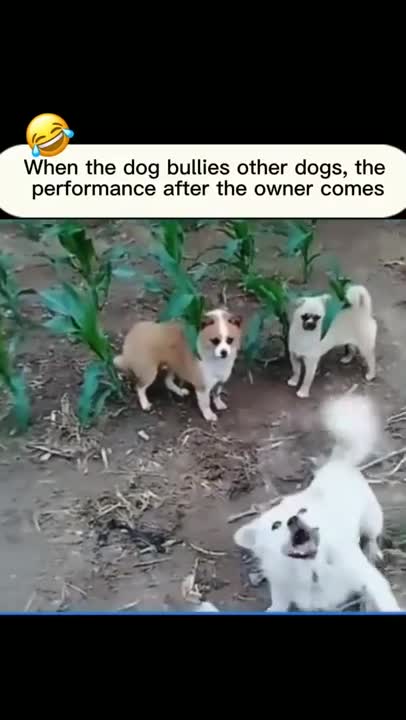 || Dog 🐕 bullies other dog and plays the victim ||