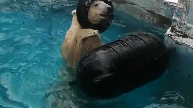 bear swimming in the pool