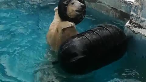 bear swimming in the pool