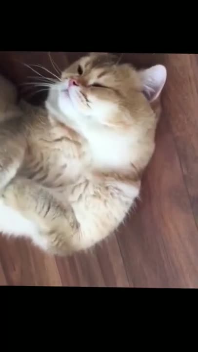 Cats and dogs _ cats meowing _ cats funny videos #shorts