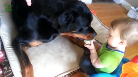 Big Dog Playing With Baby