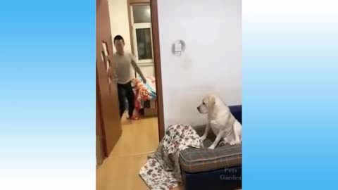 scared and surprised dog