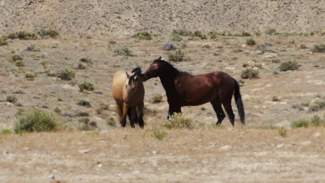 Two Beautiful horses are fighting on hills || mountain horse fighting